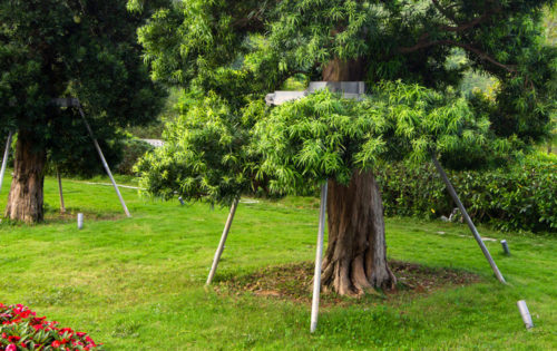 Tsz Shan Monastery (1) Tsz Shan Monastery (1)